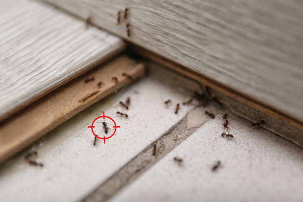 Best Flea Control Services  in Santee, CA