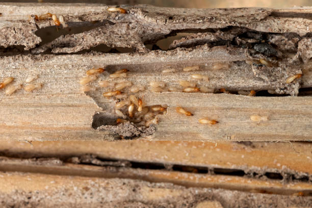 Santee, CA Pest Control Company