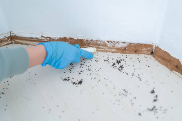 Wasp Removal Services in Santee, CA